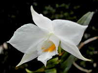 Dendrobium infundibulum