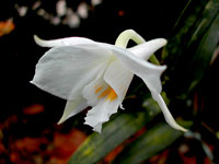 Dendrobium infundibulum