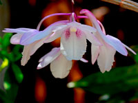 Dendrobium intricatum