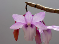 Dendrobium intricatum