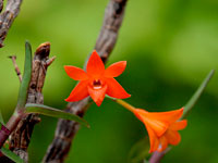 Dendrobium jacobsonii