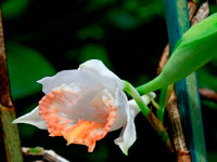 Dendrobium jaintianum