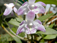 Dendrobium kingianum