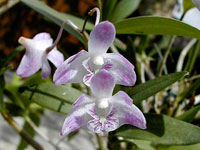 Dendrobium kingianum