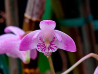 Dendrobium kingianum