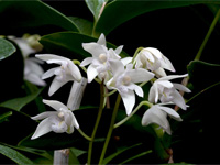 Dendrobium kingianum