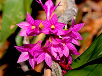 Dendrobium goldschmidtianum