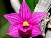 Dendrobium goldschmidtianum