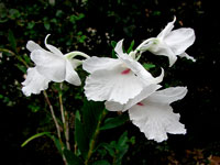 Dendrobium parthenium