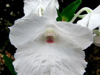 Dendrobium parthenium