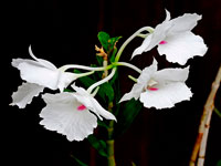 Dendrobium parthenium