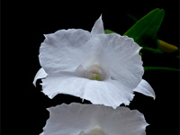 Dendrobium parthenium