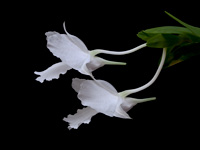 Dendrobium parthenium