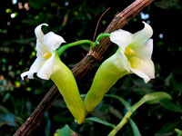 Dendrobium phillipsii