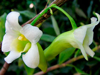 Dendrobium phillipsii