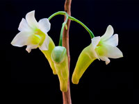 Dendrobium phillipsii