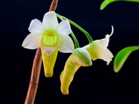 Dendrobium phillipsii