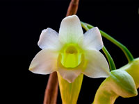 Dendrobium phillipsii