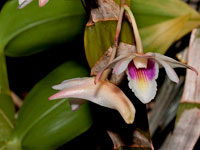 Dendrobium platygastrium