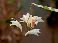 Dendrobium platygastrium