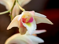 Dendrobium platygastrium