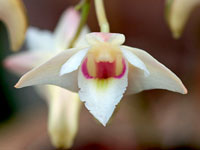 Dendrobium platygastrium