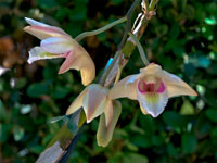 Dendrobium platygastrium