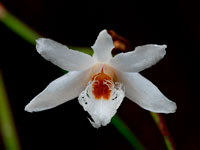 Dendrobium polytrichum