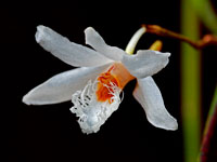 Dendrobium polytrichum