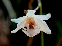 Dendrobium polytrichum