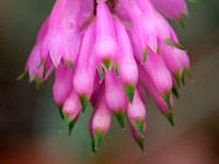 Dendrobium purpureum