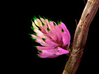 Dendrobium purpureum