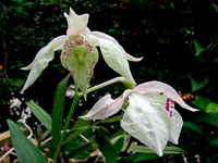 Dendrobium rhodostictum