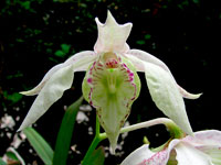 Dendrobium rhodostictum