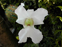 Dendrobium sanderae