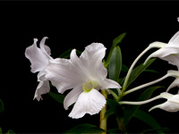 Dendrobium sanderae var. luzonica