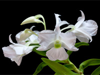 Dendrobium sanderae var. luzonica