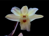 Dendrobium sanguinolentum