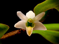 Dendrobium scabrilingue