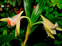 Dendrobium schrautii