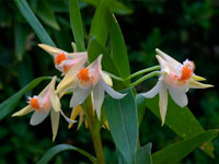 Dendrobium schrautii