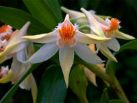 Dendrobium schrautii