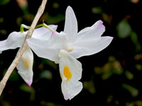 Dendrobium spathilingue