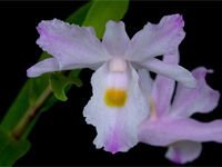 Dendrobium spathilingue