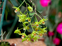 Dendrobium catenatum