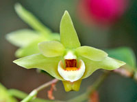 Dendrobium catenatum