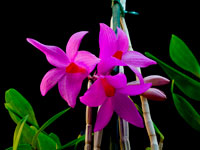 Dendrobium glomeratum