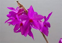 Dendrobium glomeratum