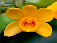 Dendrobium sulcatum