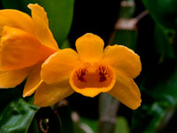 Dendrobium sulcatum